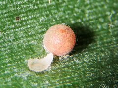 Dynastor darius stygianus