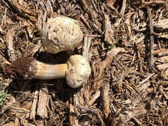 Agaricus evertens
