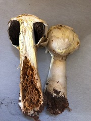 Agaricus evertens