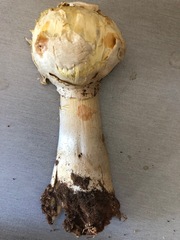 Agaricus evertens