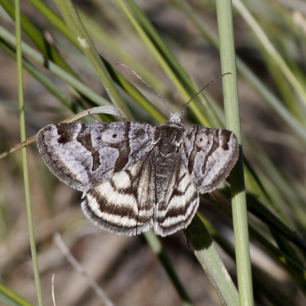 Banded Grass Moth