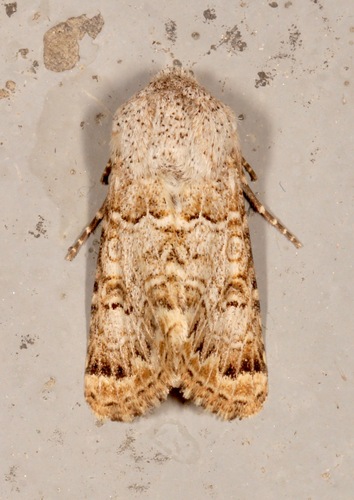 Schinia deserticola photo 4