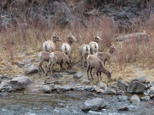 Bighorn Sheep photographed in Colorado