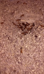 Solenopsis xyloni
