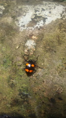 Scaphidomorphus bosci