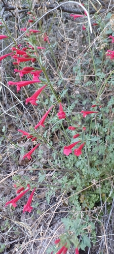 Image of Salvia henryi by (c) Anthony Sabella, some rights reserved (CC BY)