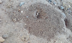 Solenopsis xyloni