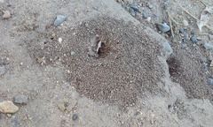 Solenopsis xyloni