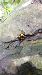 Scaphidomorphus bosci