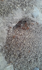 Solenopsis xyloni