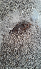 Solenopsis xyloni
