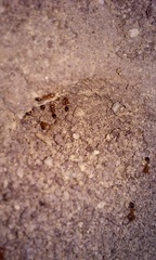 Solenopsis xyloni