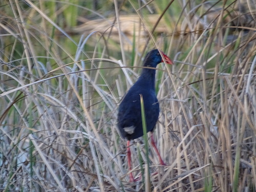 Calamón común (Porphyrio porphyrio)