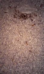 Solenopsis xyloni