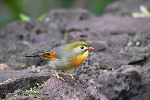 Léiothrix jaune