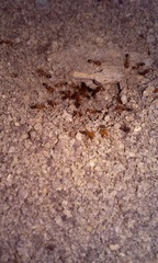 Solenopsis xyloni