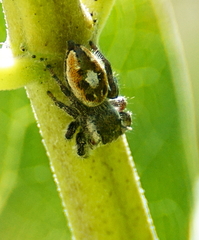 Phidippus insignarius