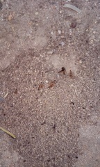 Solenopsis xyloni