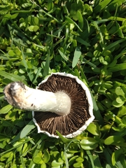 Agaricus campestris image