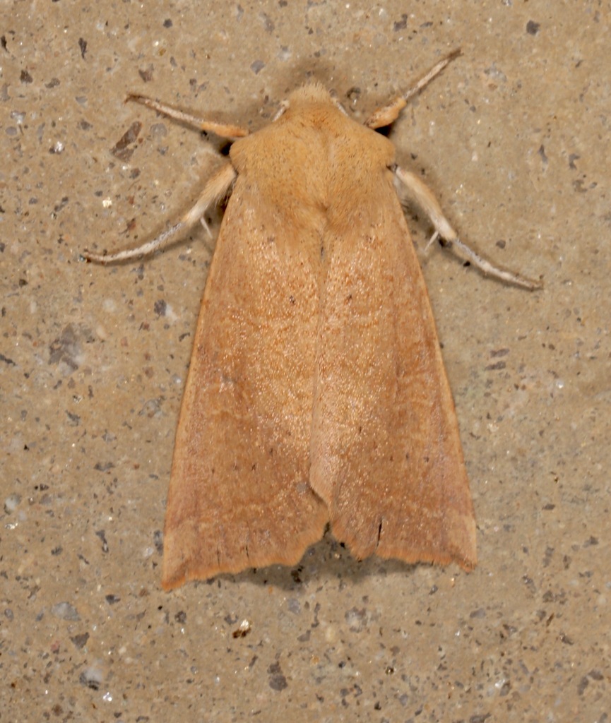 Perigonica fulminans