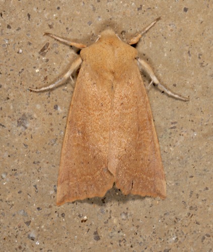 Perigonica fulminans