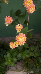 Lantana camara