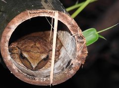 Hong Kong Whipping Frog photo 2