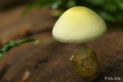 Volvariella bombycina flaviceps