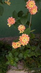 Lantana camara
