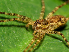 Dolomedes tenebrosus