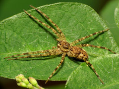 Dolomedes tenebrosus