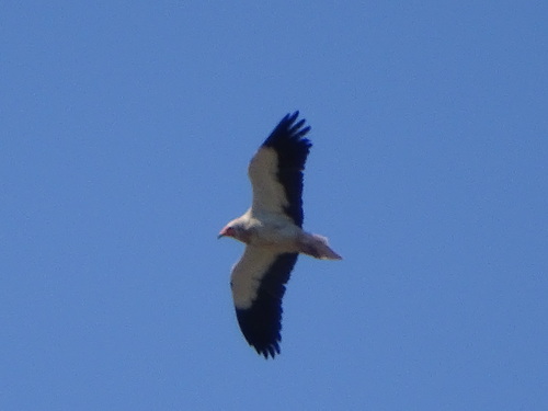 Alimoche común (Neophron percnopterus)