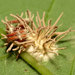 Gibellula arachnophila - Photo (c) Katja Schulz，保留部份權利CC BY