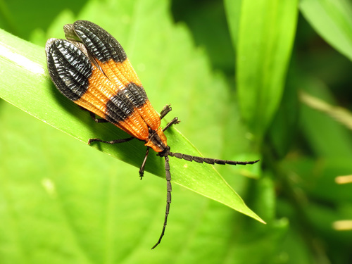 End Band Net-winged Beetle photo 3