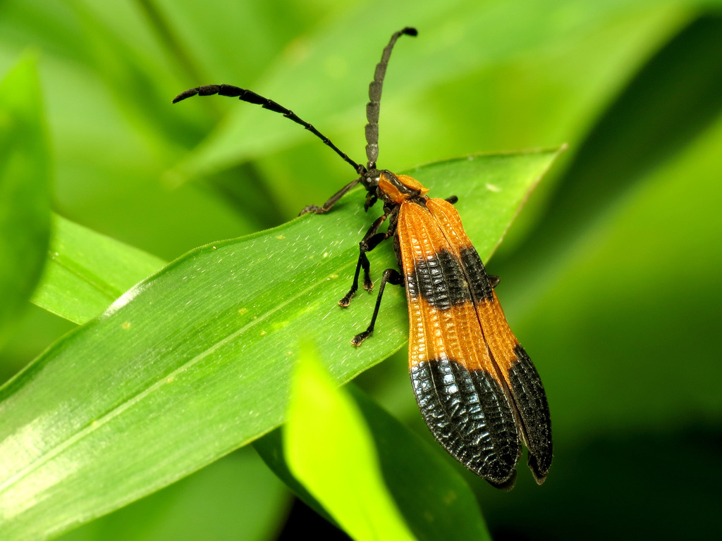 Lycinae