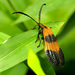 Lycinae - Photo (c) Katja Schulz, μερικά δικαιώματα διατηρούνται (CC BY)