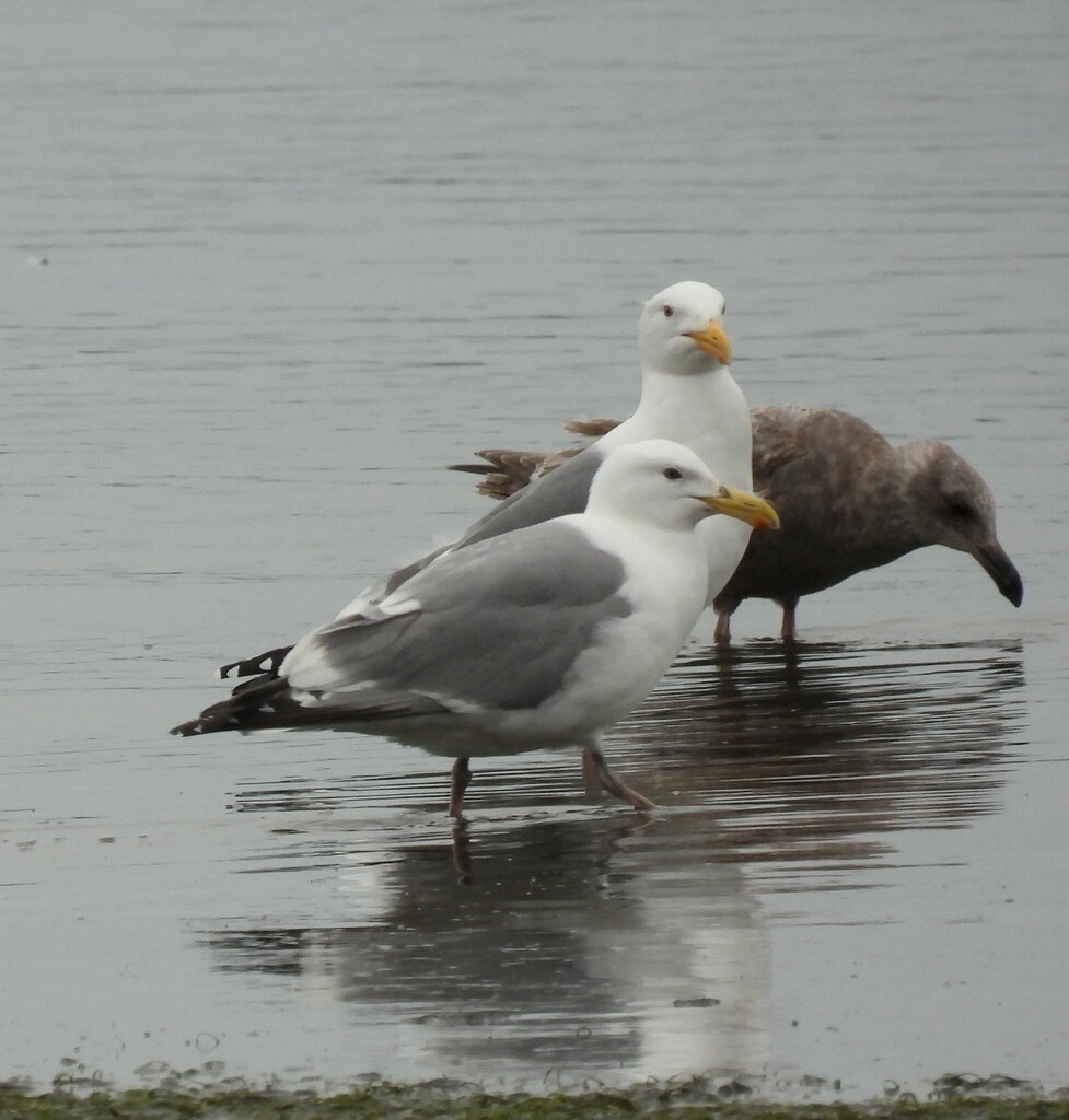 Herring Gull From Bay City, Grays Harbor County, Wa, Usa On April 17 