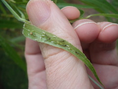 Cavariella aegopodii