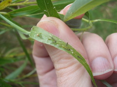Cavariella aegopodii