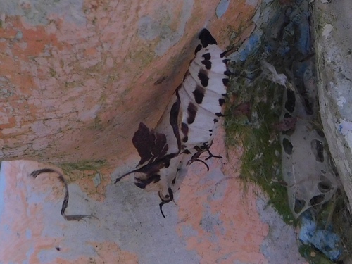 Ruddy Daggerwing photo 6