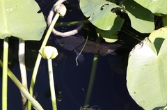 Astronotus ocellatus