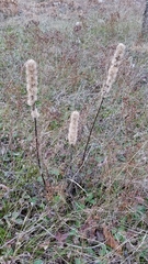 Liatris aspera