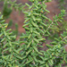 Shrubby Seablite - Photo (c) Don Loarie, some rights reserved (CC BY), uploaded by Don Loarie