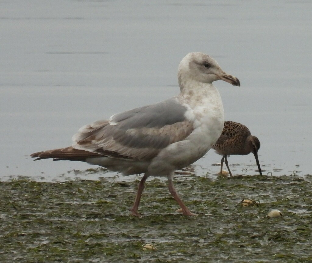 Large White-headed Gulls From Bay City, Grays Harbor County, Wa, Usa On 