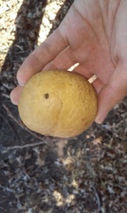 Andricus quercuscalifornicus