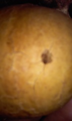 Andricus quercuscalifornicus