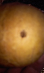 Andricus quercuscalifornicus