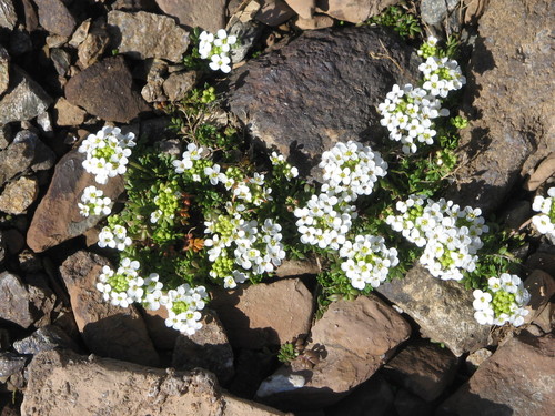 hornungia alpina