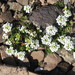 Hornungia alpina - Photo (c) Meneerke bloem, algunos derechos reservados (CC BY-SA)