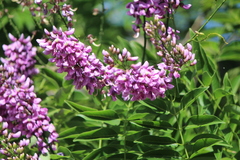 Lonchocarpus violaceus